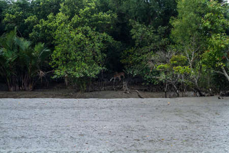 The beautiful mangrove forest of Bangladesh.の写真素材