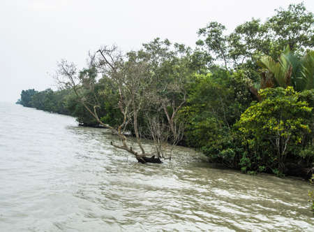 The beautiful mangrove forest of Bangladesh.の写真素材