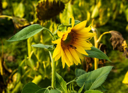 A blooming beautiful sunflower at sunset.の写真素材