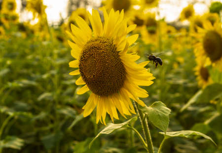 A beautiful sunflower blooming at sunset.
