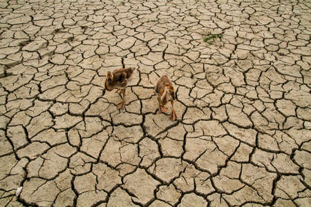 When a lake become a desert area.の写真素材