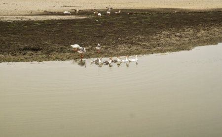When a lake become a desert area.の写真素材