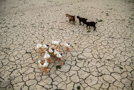 When a lake become a desert area.の写真素材