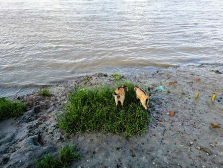 Goats are having lunch beside a river.