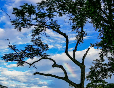 A beautiful rainbow within a tree.の写真素材