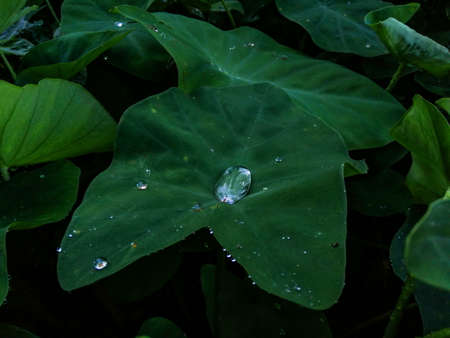 Some raindrops saved on a beautiful leaf.の写真素材