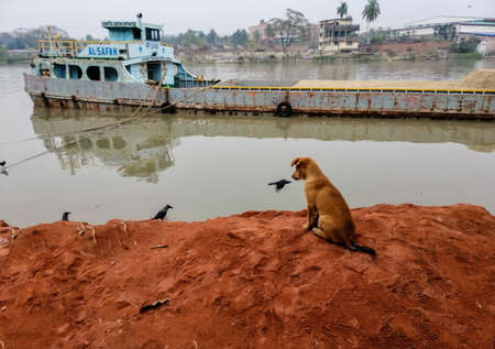 Some birds and one puppy playing beside river.の写真素材