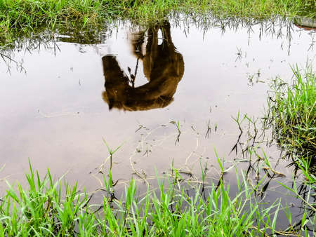 A reflection of a horse in some stagnant water.の写真素材