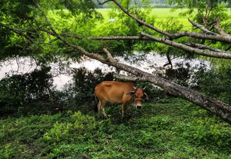 Cattle are grazing in the fields for food.の写真素材