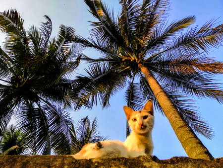 A cat is climb on a wall at sunset.