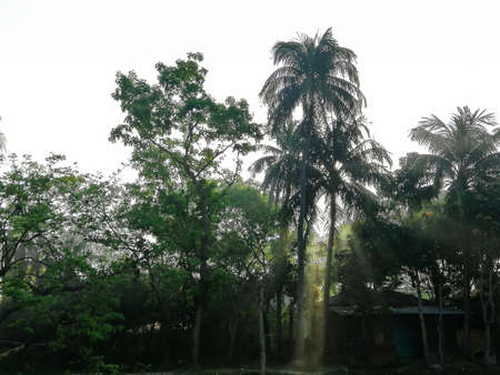 Morning sunlight peeking through the gap in the tree.
