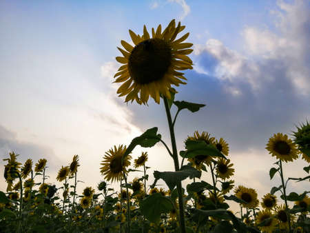 Some beautiful sunflowers bloomed in a field.の写真素材