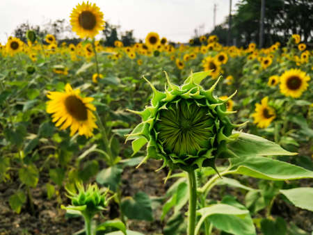 Some beautiful sunflowers bloomed in a field.の写真素材