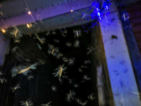 Many insects are flying together in the street light at night.の写真素材