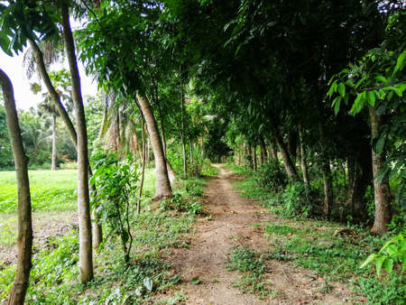 The calm, beautiful natural environment of rural Bengal.の写真素材