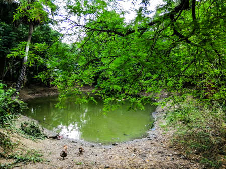 The calm, beautiful natural environment of rural Bengal.の写真素材