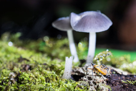 Forest mushroom, Da Lat Vietnam