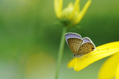 Plain Cupid ; Chilades pandavaの写真素材