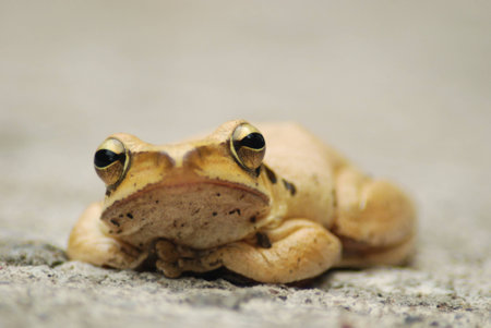 Frogの写真素材