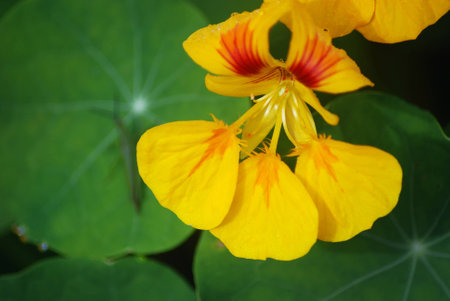 Yellow Folwer の写真素材