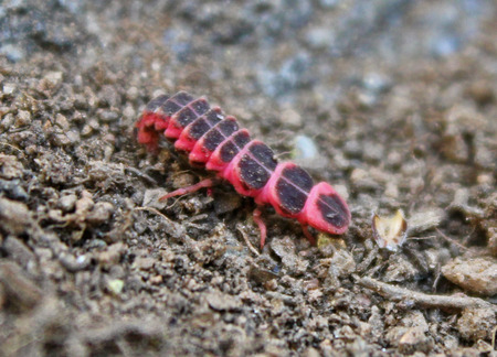 Firefly Larva