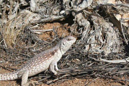 desert iguana lizard dipsosaurus dorsalisの写真素材