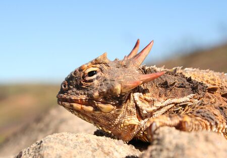 Blainville's Horned Lizard (Phrynosoma coronatum)の写真素材