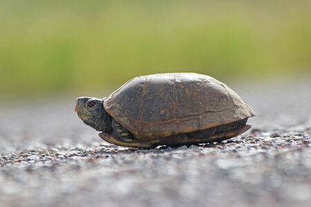 Desert Box Turtle on Road (Terrapene ornata luteola)