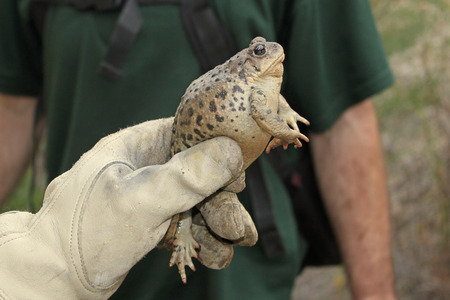 California Toad (Anaxyrus boreas halophilus)