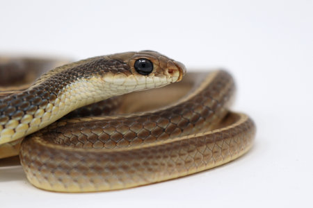 Patch-nosed Snake Close up on White background, Salvadora hexalepis virgultea