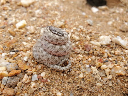 A non-venomous nightsnake in the desert in Southern Californiaの写真素材