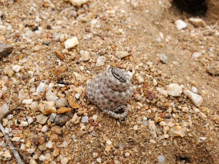Small Desert Nightsnake Coiled in the desert in Southern Californiaの写真素材