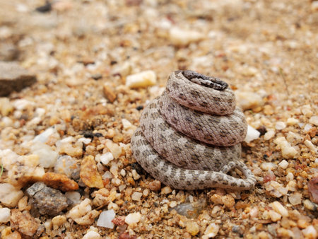 Tightly Coiled Desert Nighsnake, Hypsiglena chlorophaea deserticola in handの写真素材