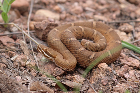A tiny Arizona Ridge-nosed Rattlesnake, a venomous pitviper snake, Crotalus willardi, in the rocky environment habitat in Arizona mountains.の写真素材