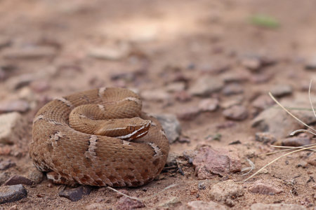 Arizona Ridge-nosed Rattlesnake (Crotalus willardi) Close Up. This seldom seen venomous snake lives...