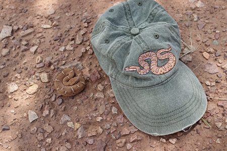 An Arizona Ridge-nosed Rattlesnake (Crotalus willardi) coiled next to a hat with an image of a...