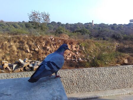 Pigeonの写真素材