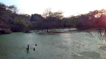 Lake with treesの写真素材