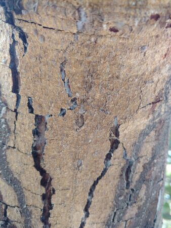 Sun dried tree bark close viewの写真素材