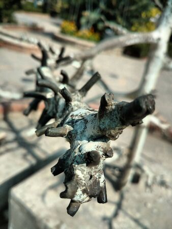 Old dried tree's branch in focusの写真素材