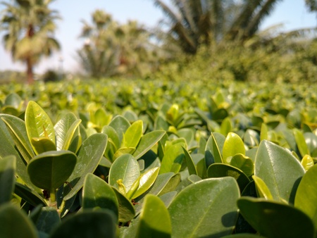 Small leaves focussed in giant tree backgroundsの写真素材