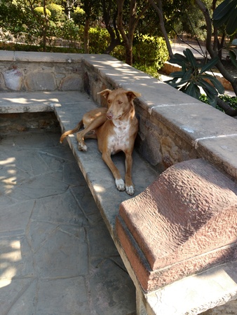 Dog sitting on a stone rock benchの写真素材