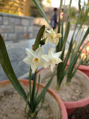 Two small lilies in close focusの写真素材