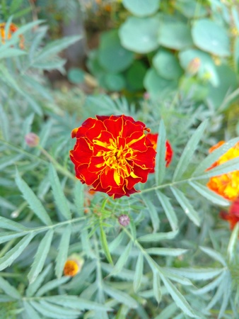 Red and yellow marigoldの写真素材
