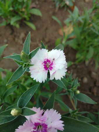 White Dianthusの写真素材