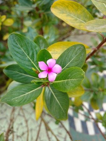 Single Pink Periwinkleの写真素材