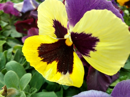Yellow and black pansyの写真素材