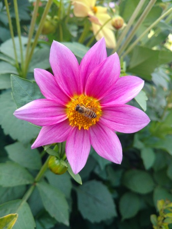 bee on dahliaの写真素材