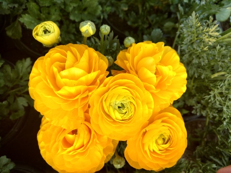 Yellow Rose