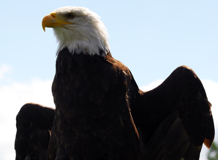 Portrait of an American Bald Eagle